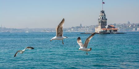 Seagull in a sky with a Maiden`s tower at the backのeditorial素材