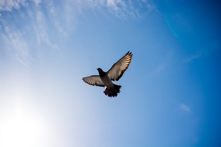 Single pigeon in the air with wings wide openの写真素材