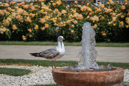 Single seagull in the park with rosesの写真素材