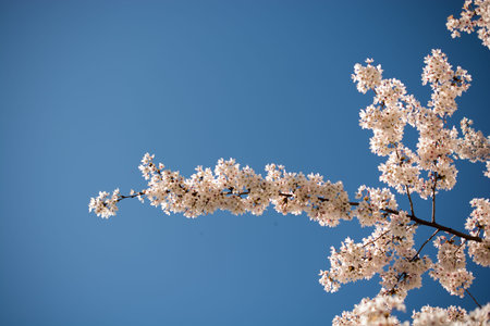 Colorful flowers bloom in the spring in trees