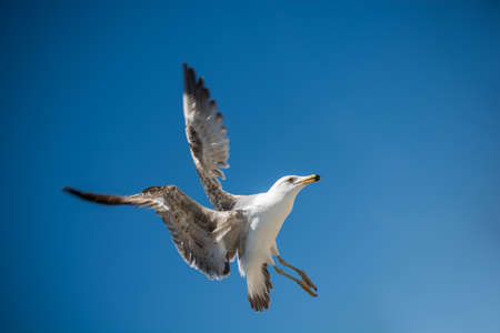 Single seagull flying in a blue sky as a backgroundの写真素材