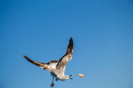 Single seagull flying in a blue sky as a backgroundの写真素材