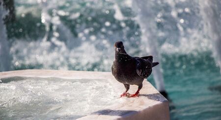City pigeon by the side of water at a fountainの写真素材