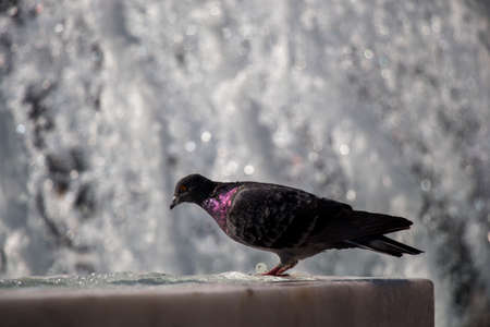 City pigeon by the side of water at a fountainの写真素材