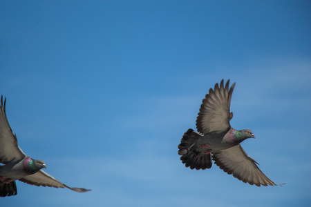Twin pigeons in the air with wings wide openの写真素材