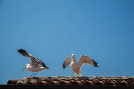 Single seagull is sitting on the roofの写真素材
