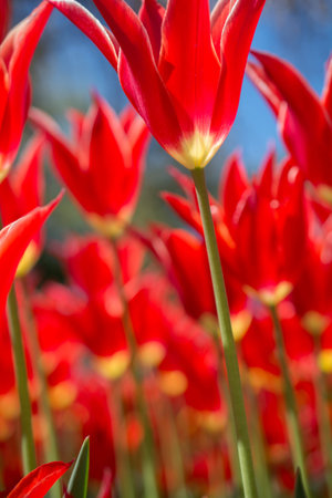 Red color tulip flowers bloom in the garden