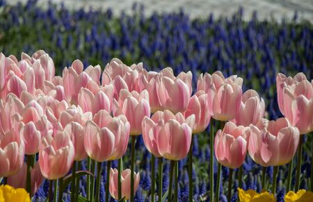 Colorful tulip flowers bloom in the gardenの写真素材