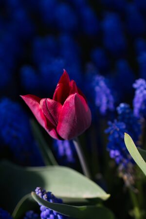 Single  Tulip Flower Blooming in Spring Seasonの写真素材