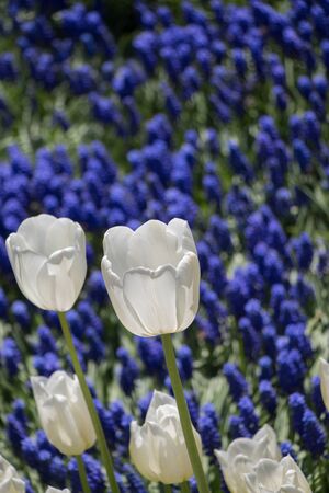 White color tulip flowers bloom in the gardenの写真素材