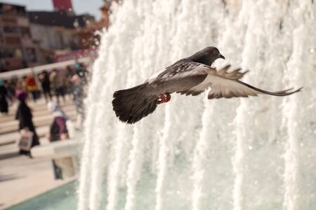 City pigeon by the side of water at a fountainの写真素材