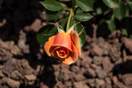 Beautiful colorful Rose Flower on garden backgroundの写真素材
