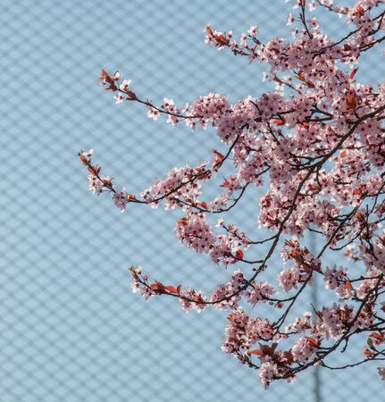 Wall with flower as a backgroundの写真素材