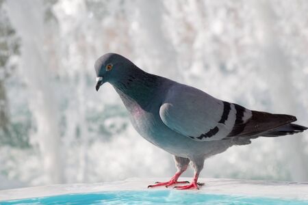 City pigeon by the side of water at a fountainの写真素材