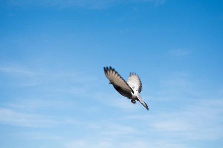 Single pigeon in the air with wings wide openの写真素材