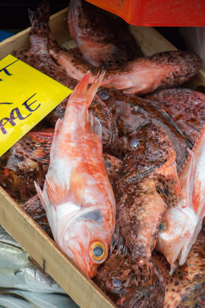 Fresh for sale at a fish market