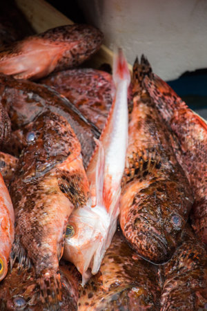 Fresh for sale at a fish marketの写真素材