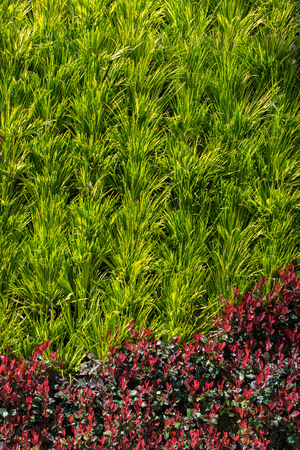 Green leaves of the spring seasonの写真素材