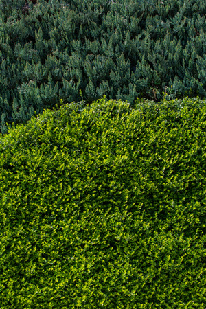 Green leaves of the spring seasonの写真素材
