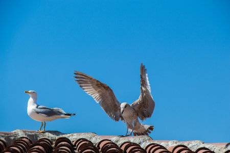 Seagull is sitting on the roofの写真素材