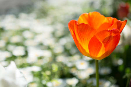Single  Tulip Flower Blooming in Spring Seasonの写真素材