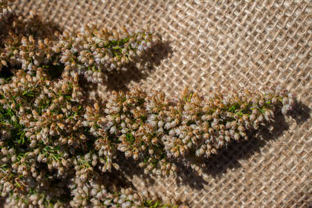 Green leaves placed on linen canvasの写真素材