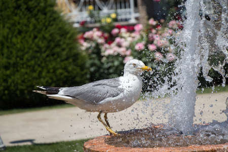 seagull by the fountain in the rose gardenの写真素材
