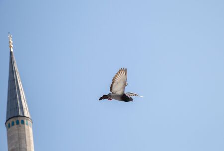Pigeon flying in air by the side of a minaretの写真素材
