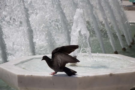 City pigeon by the side of water at a fountainの写真素材