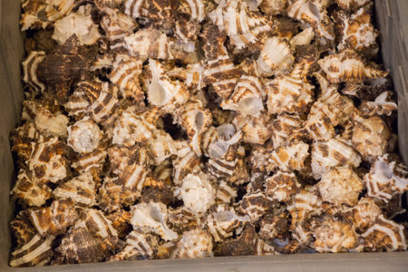 Same type of sea shells collected for decorative purposes