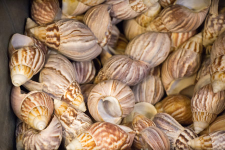 Same type of sea shells collected for decorative purposes