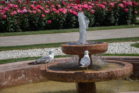 Seagulls  in the park with rosesの写真素材
