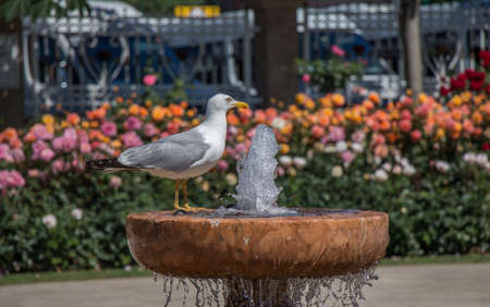 seagull by the fountain in the rose gardenの写真素材
