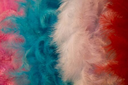 Beautiful bird feathers for decorative purposesの写真素材