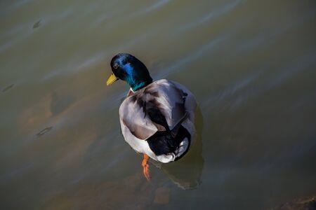 Wild duck by the side of a pondの写真素材