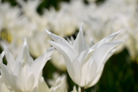 White color tulip flowers bloom in the gardenの写真素材
