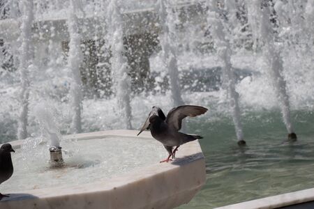 City pigeon by the side of water at a fountainの写真素材