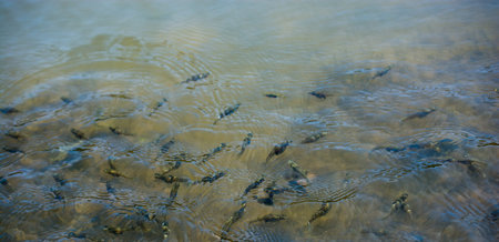 Beautiful colorful fish sw?m in the pond