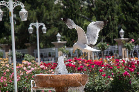 seagull by the fountain in the rose gardenの写真素材