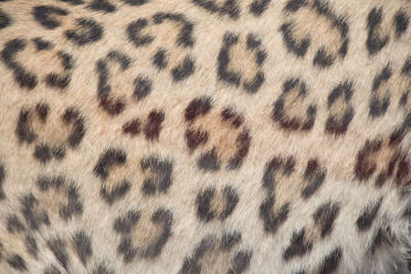 Decorative animal  fur as a background textureの写真素材