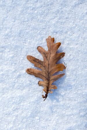 Beautiful dry autumn leaf on a white snowy backgroundの写真素材