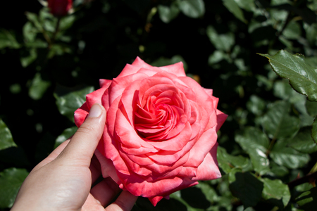 Hand holding a rose in the rose  gardenの写真素材