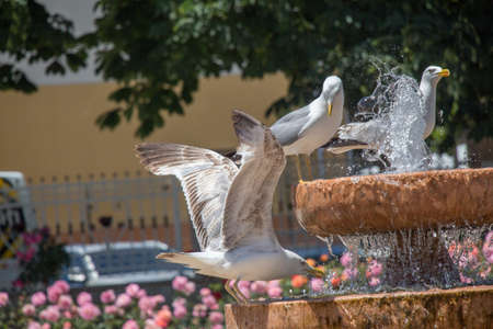 seagull by the fountain in the rose gardenの写真素材