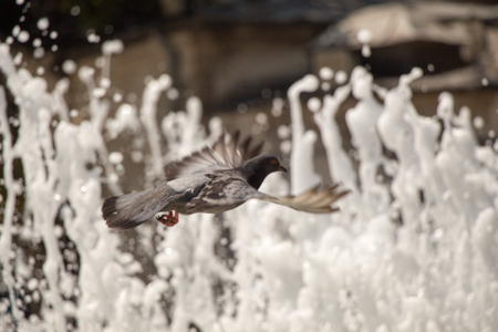 Lonely bird by the fountain lives in the urban environmentの写真素材