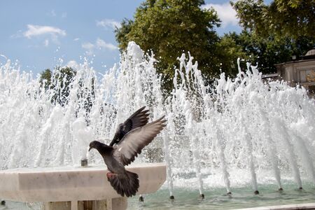 Lonely bird by the fountain lives in the urban environmentの写真素材