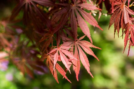 Green tree leaves as a backgroundの写真素材