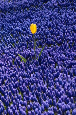 Single  Tulip Flower Blooming in Spring Seasonの写真素材