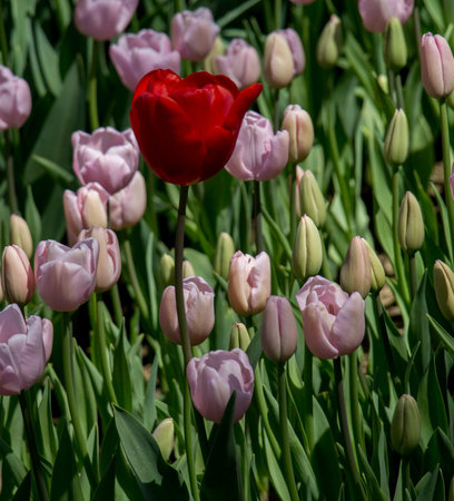Single  Tulip Flower Blooming in Spring Season