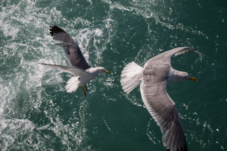 Single seagull flying with with sea as a background