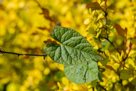 Green tree leaves as a backgroundの写真素材